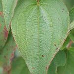 Rhynchanthera grandiflora Leaf