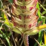 Prunella laciniata Likasa