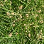 Isolepis cernua Flower