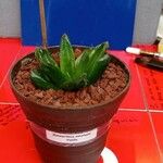 Haworthia emelyae Elinympäristö