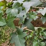 Hedera hibernicaList