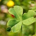 Trifolium hybridum Лист