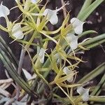 Brassavola nodosa Flor