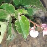 Begonia cucullata Blatt