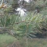 Abies concolor Foglia