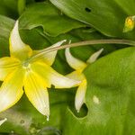 Erythronium tuolumnense 花