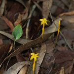 Voyria aphylla Virág