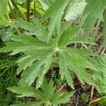 Ranunculus platanifolius Leaf