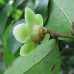 Uvaria lucida Flower