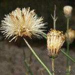 Bebbia juncea Fruit