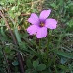 Oxalis hispidula Кветка