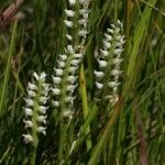 Spiranthes romanzoffiana Habit