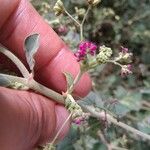 Boerhavia coccinea Flor