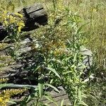 Solidago gigantea Flor