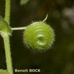 Medicago scutellata Frugt