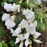 Wisteria floribundaKvet