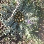 Carduus carlinoides Fruit