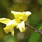 Forsythia togashii Blüte