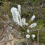 Epacris microphylla 花