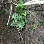 Euphorbia segetalis Leaf