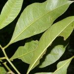 Gymnanthes riparia Hoja