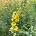 Verbascum chaixii Fiore