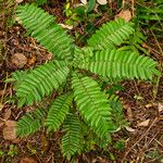 Cnestis corniculata Leaf