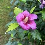 Hibiscus syriacusFlor