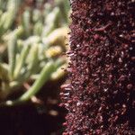 Cynomorium coccineum Other