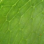 Acrostichum aureum Leaf