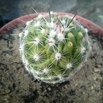 Echinocereus viridiflorus Liść