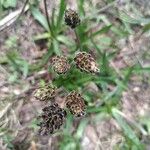 Plantago atrata Flower