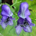 Aconitum variegatumFlower