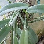 Cattleya maxima Kéreg/szár