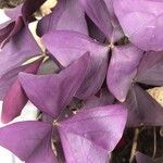 Oxalis triangularis Листок