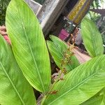Alpinia galanga Leaf