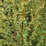 Olearia solandri Leaf