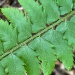 Polystichum aculeatum Feuille