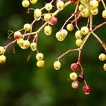 Sambucus nigra Fruit