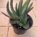 Gasteria carinata Leaf