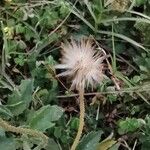 Tridax procumbens फल