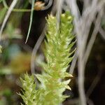 Selaginella selaginoides Folha