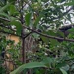 Ardisia compressa Leaf