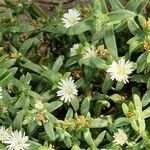 Mesembryanthemum nodiflorum Ліст