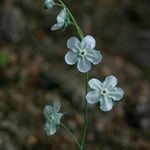 Omphalodes linifolia Fiore