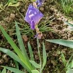 Iris × germanica Kukka