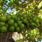 Halleria lucida Fruto