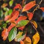 Cotoneaster bullatus 葉