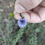Globularia alypum Flower