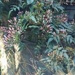 Jasminum polyanthum Lorea